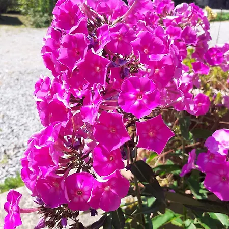 Chez Bertine Rural 3 épis Hébergement de vacances Sivry-Rance